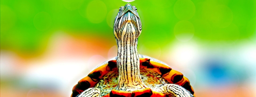 Pecunia Flow Unternehmensberatung Dennis Kahl Münster Immobilienblase